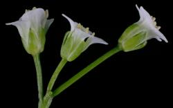 Cardamine alalata. Side view of open flowers.
 Image: P.B. Heenan © Landcare Research 2019 CC BY 3.0 NZ